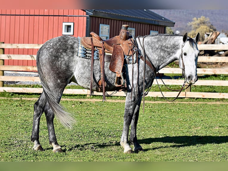 Andaluces Caballo castrado 5 años 157 cm Tordo in Allenwood, PA