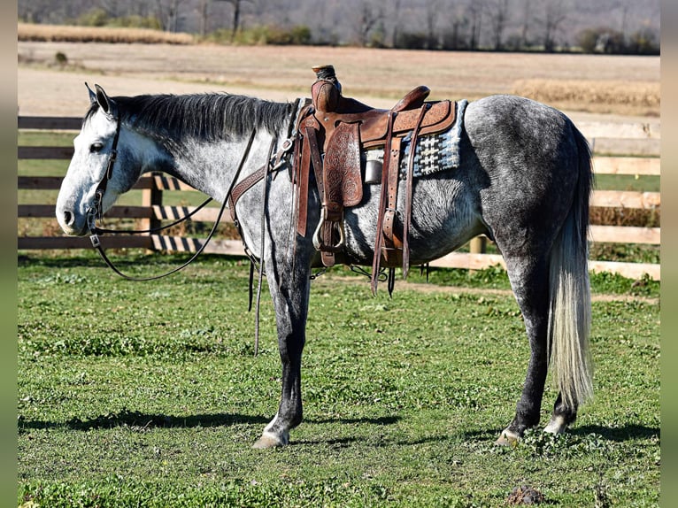 Andaluces Caballo castrado 5 años 157 cm Tordo in Allenwood, PA