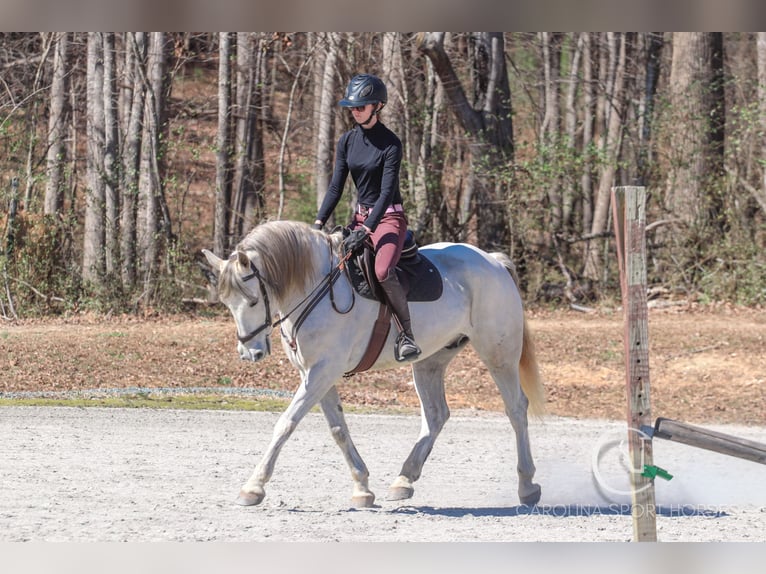 Andaluces Mestizo Caballo castrado 5 años 157 cm Tordo in Clover, SC