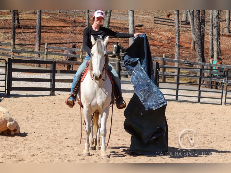 Andaluces Mestizo Caballo castrado 5 años 157 cm Tordo in Clover, SC