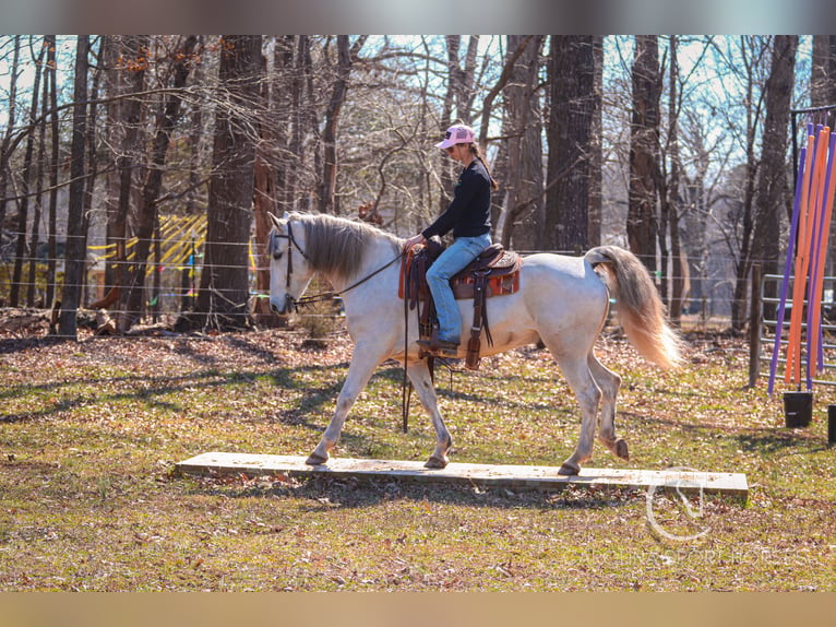 Andaluces Mestizo Caballo castrado 5 años 157 cm Tordo in Clover, SC