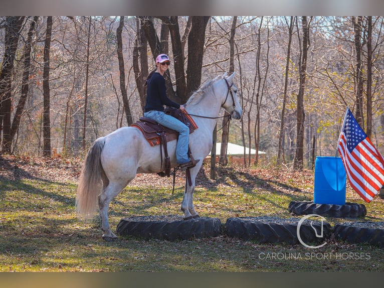 Andaluces Mestizo Caballo castrado 5 años 157 cm Tordo in Clover, SC