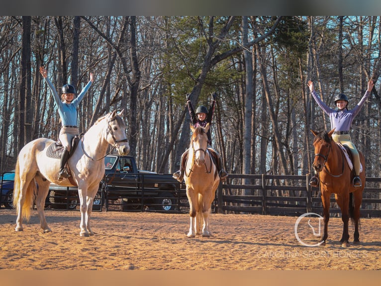 Andaluces Mestizo Caballo castrado 5 años 157 cm Tordo in Clover, SC