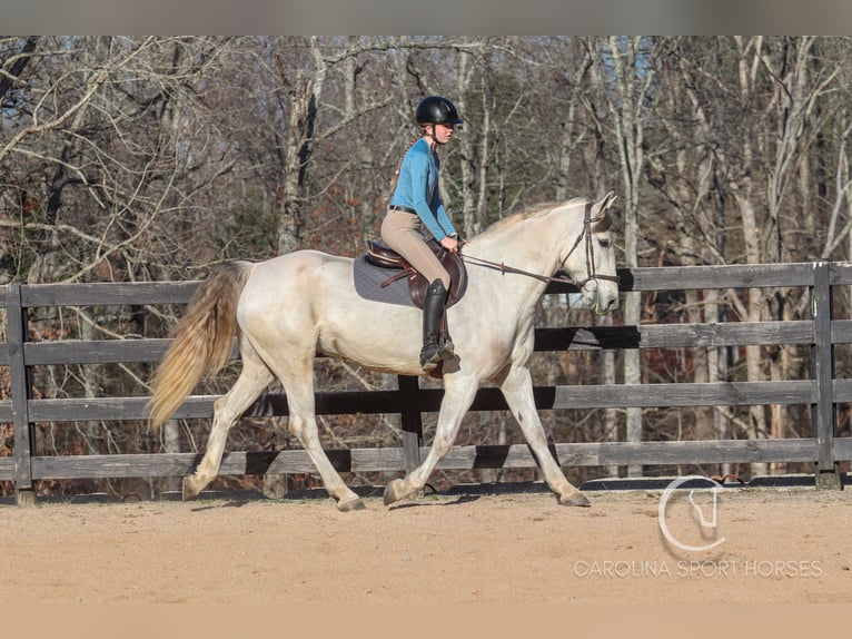 Andaluces Mestizo Caballo castrado 5 años 157 cm Tordo in Clover, SC