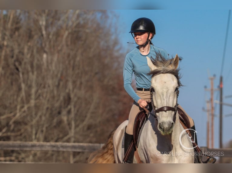 Andaluces Mestizo Caballo castrado 5 años 157 cm Tordo in Clover, SC