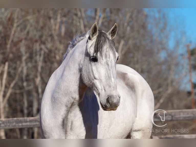 Andaluces Mestizo Caballo castrado 5 años 157 cm Tordo in Clover, SC