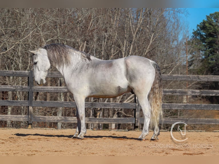 Andaluces Mestizo Caballo castrado 5 años 157 cm Tordo in Clover, SC