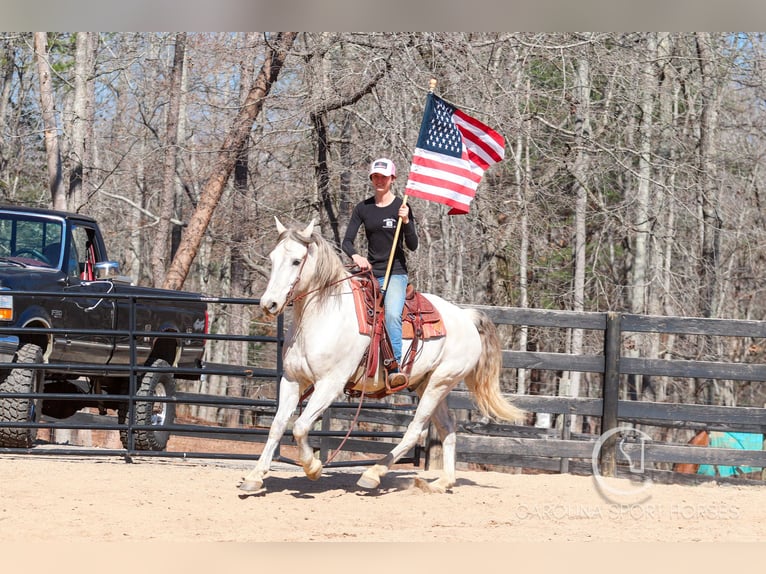 Andaluces Mestizo Caballo castrado 5 años 157 cm Tordo in Clover, SC