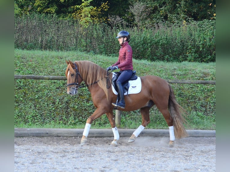 Andaluces Caballo castrado 5 años 158 cm Alazán in Wellheim