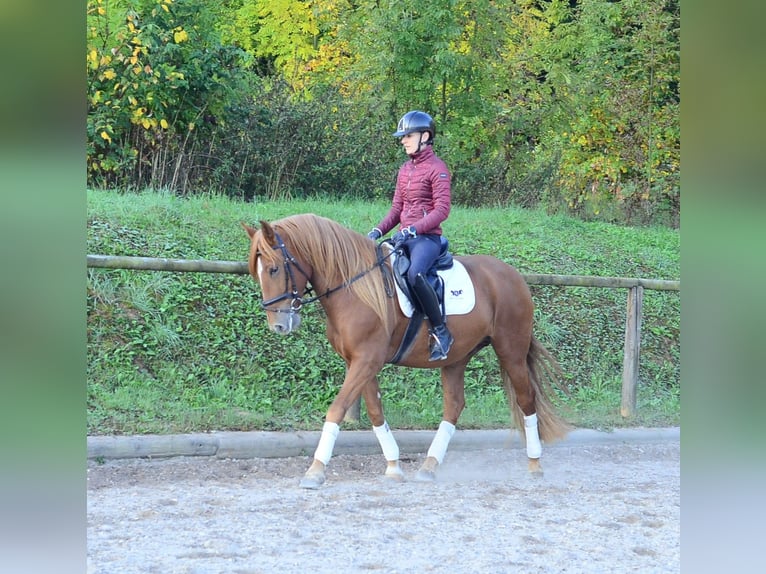 Andaluces Caballo castrado 5 años 158 cm Alazán in Wellheim