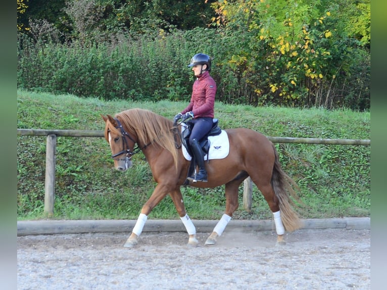 Andaluces Caballo castrado 5 años 158 cm Alazán in Wellheim