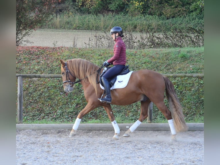 Andaluces Caballo castrado 5 años 158 cm Alazán in Wellheim