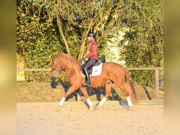 Andaluces Caballo castrado 5 años 158 cm Alazán in Wellheim