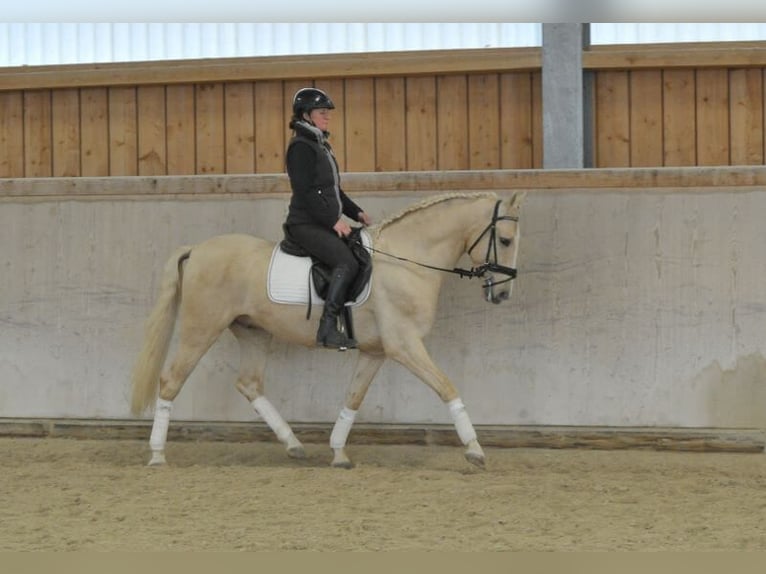 Andaluces Caballo castrado 5 años 158 cm Palomino in Wellheim