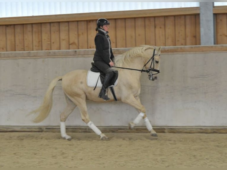 Andaluces Caballo castrado 5 años 158 cm Palomino in Wellheim