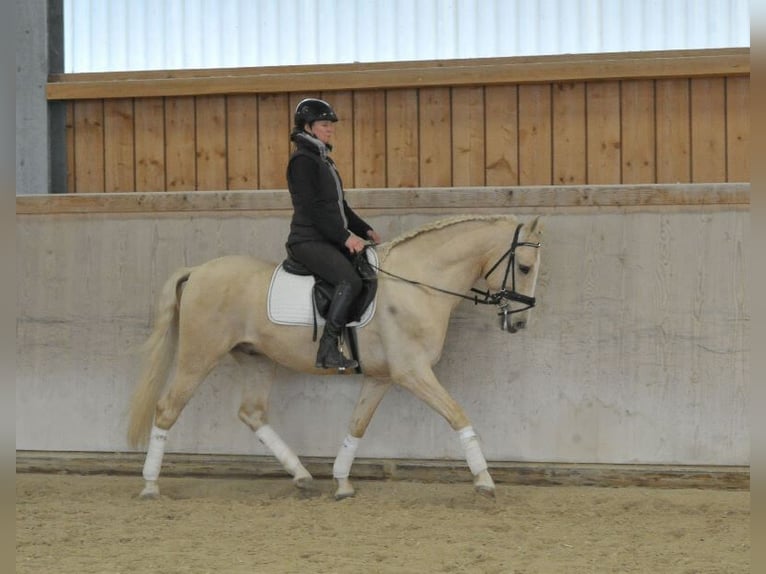 Andaluces Caballo castrado 5 años 158 cm Palomino in Wellheim