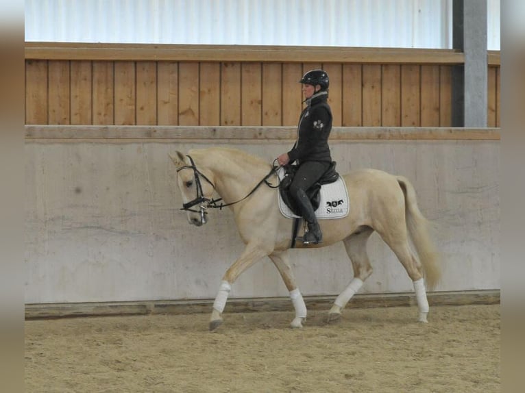 Andaluces Caballo castrado 5 años 158 cm Palomino in Wellheim