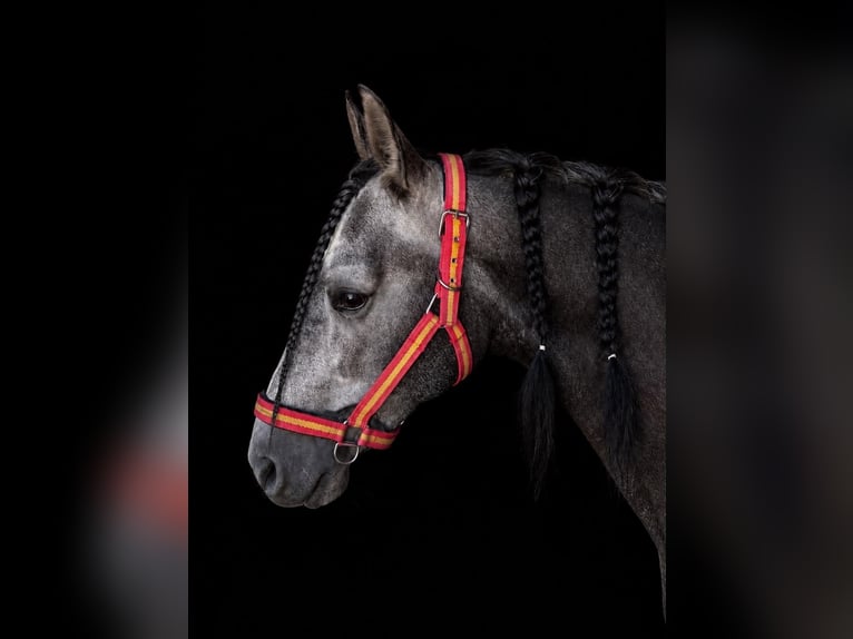 Andaluces Caballo castrado 5 años 158 cm Tordo in Granada