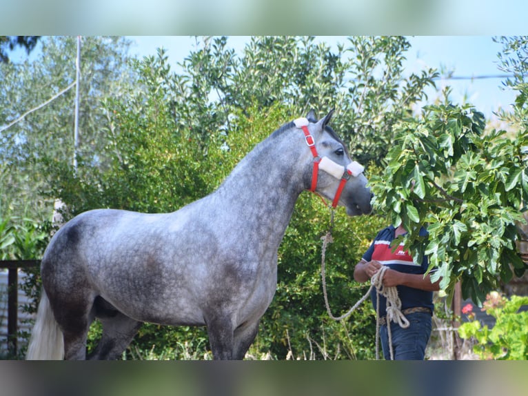 Andaluces Caballo castrado 5 años 158 cm Tordo in Vejer de la Frontera