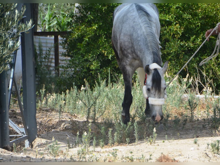 Andaluces Caballo castrado 5 años 158 cm Tordo in Vejer de la Frontera