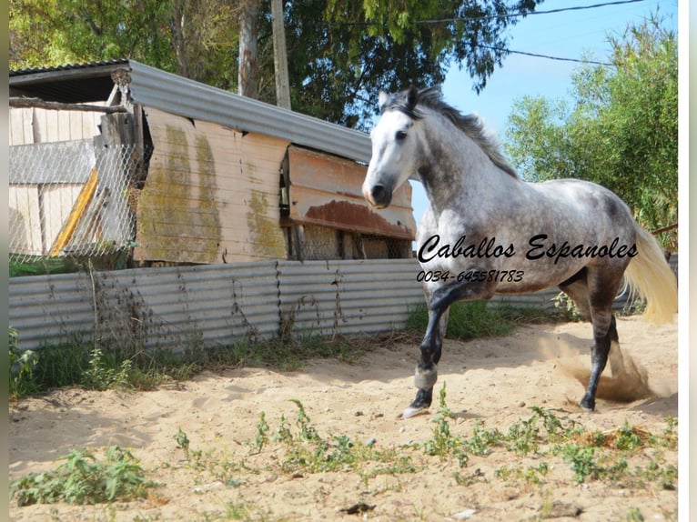 Andaluces Caballo castrado 5 años 158 cm Tordo in Vejer de la Frontera