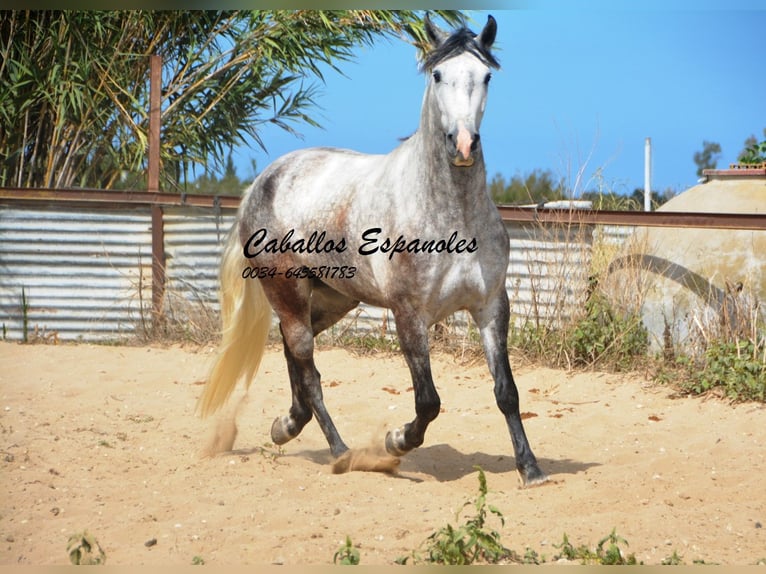 Andaluces Caballo castrado 5 años 158 cm Tordo in Vejer de la Frontera