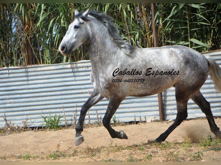 Andaluces Caballo castrado 5 años 158 cm Tordo in Vejer de la Frontera