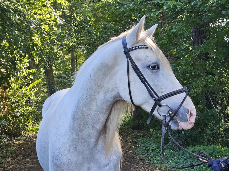 Andaluces Caballo castrado 5 años 158 cm Tordo rodado in Nettetal