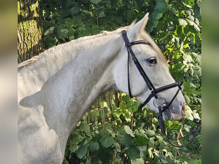 Andaluces Caballo castrado 5 años 158 cm Tordo rodado in Nettetal