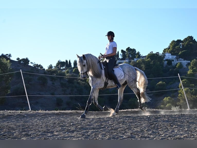 Andaluces Caballo castrado 5 años 158 cm Tordo rodado in Mijas