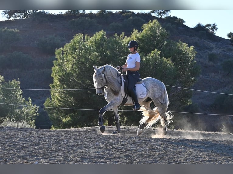 Andaluces Caballo castrado 5 años 158 cm Tordo rodado in Mijas