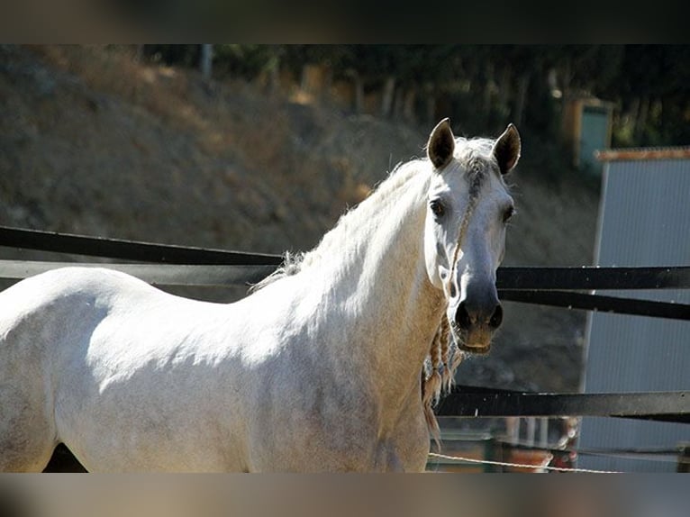 Andaluces Caballo castrado 5 años 158 cm Tordo rodado in Mijas