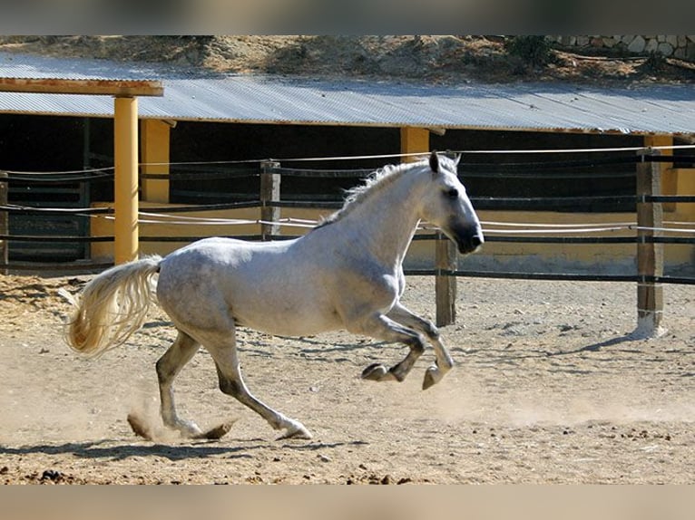 Andaluces Caballo castrado 5 años 158 cm Tordo rodado in Mijas