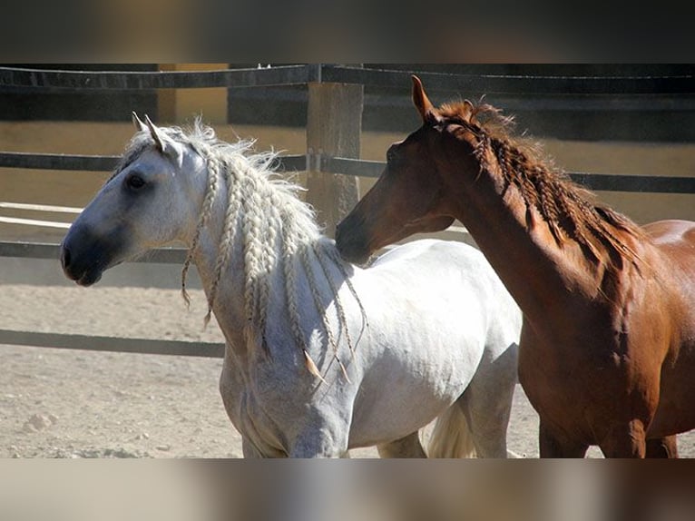 Andaluces Caballo castrado 5 años 158 cm Tordo rodado in Mijas