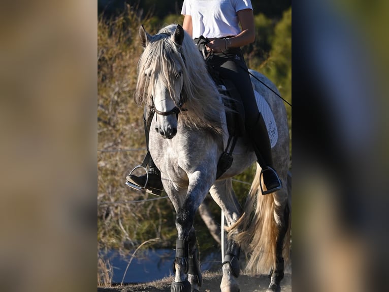 Andaluces Caballo castrado 5 años 158 cm Tordo rodado in Mijas