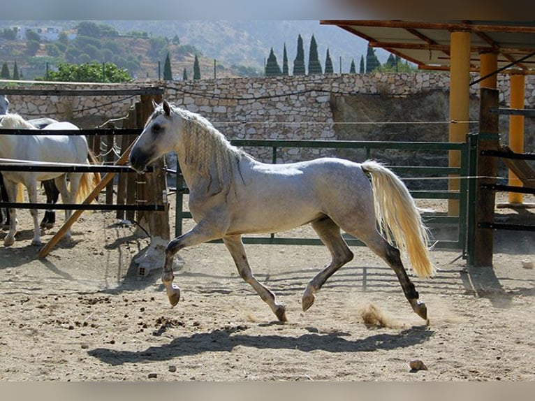 Andaluces Caballo castrado 5 años 158 cm Tordo rodado in Mijas