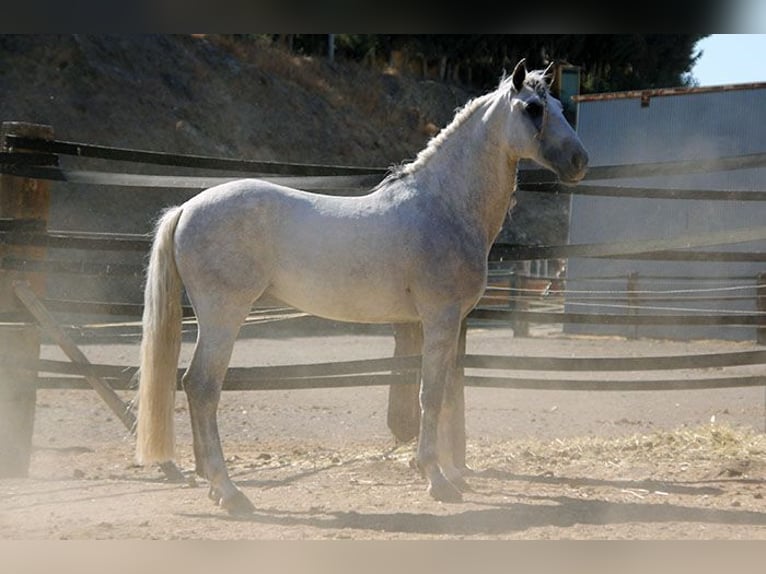 Andaluces Caballo castrado 5 años 158 cm Tordo rodado in Mijas