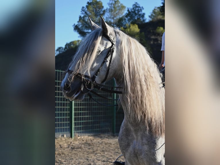 Andaluces Caballo castrado 5 años 158 cm Tordo rodado in Mijas