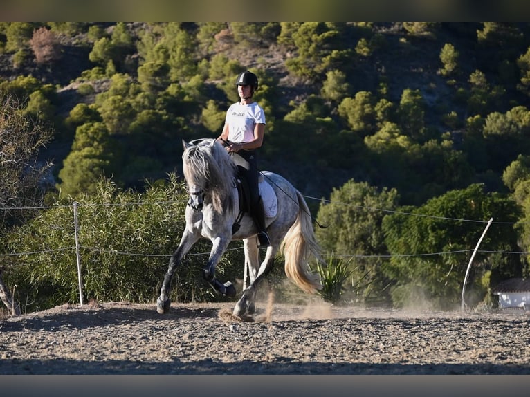 Andaluces Caballo castrado 5 años 158 cm Tordo rodado in Mijas