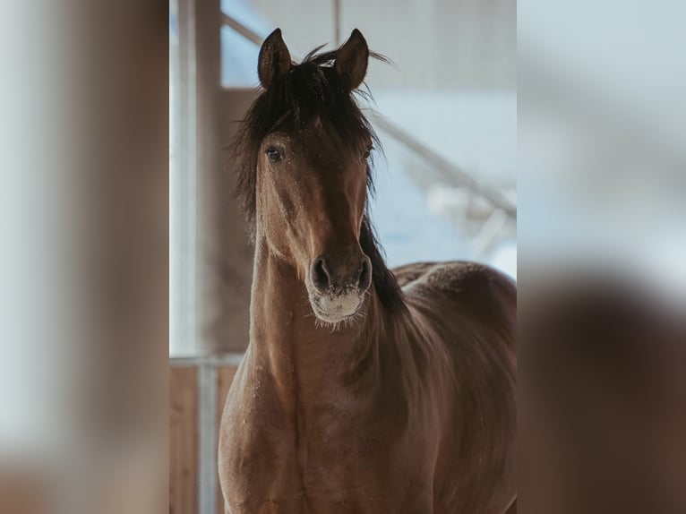 Andaluces Caballo castrado 5 años 159 cm Castaño in Grabenstätt