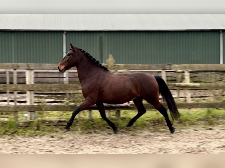 Andaluces Caballo castrado 5 años 159 cm Castaño oscuro in Barneveld