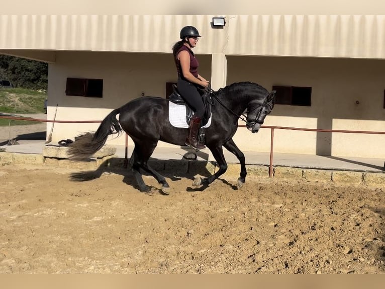 Andaluces Caballo castrado 5 años 159 cm Tordo in Aubais