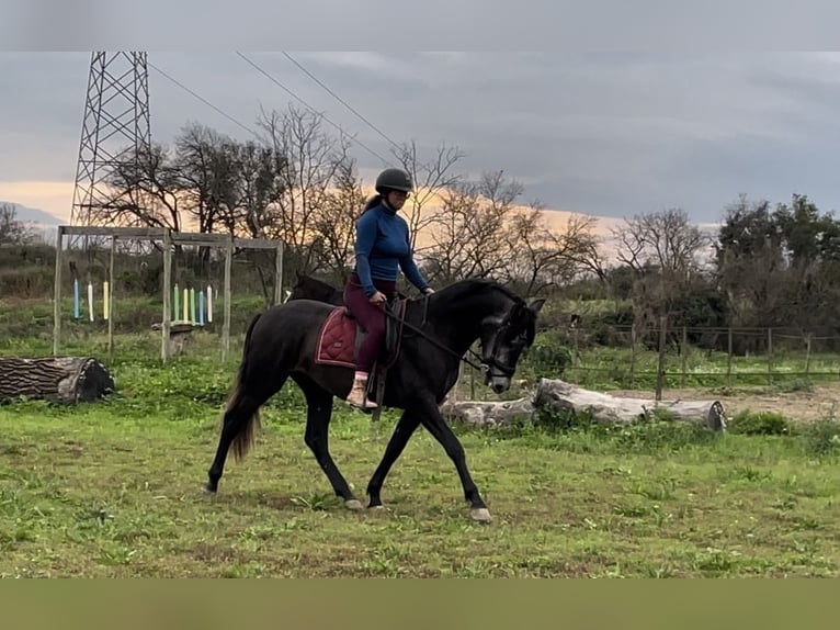 Andaluces Caballo castrado 5 años 159 cm Tordo in Aubais