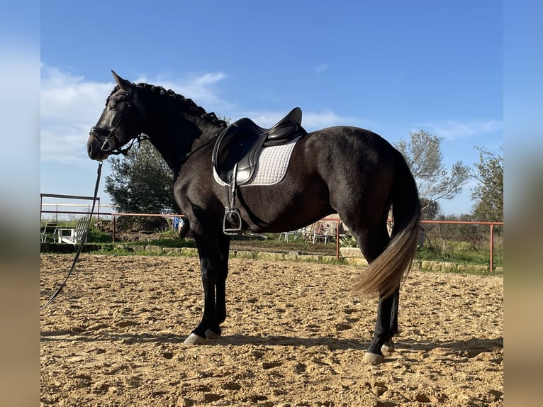 Andaluces Caballo castrado 5 años 159 cm Tordo in Aubais