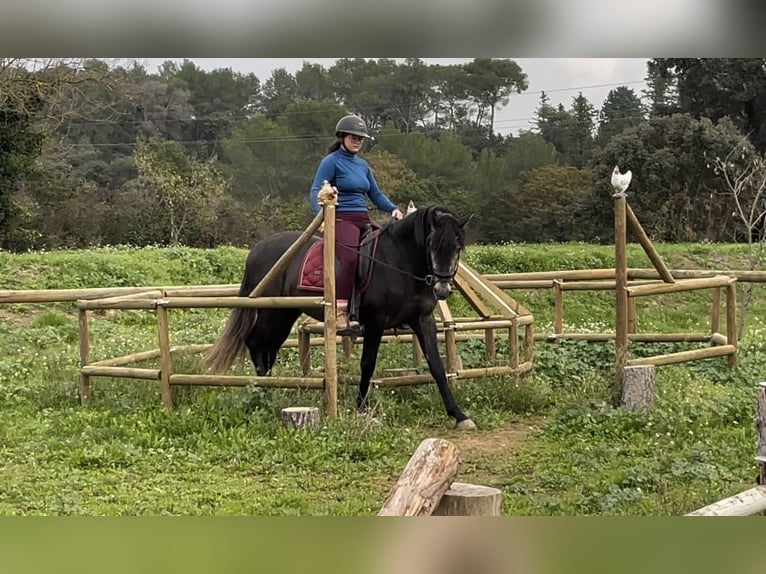 Andaluces Caballo castrado 5 años 159 cm Tordo in Aubais