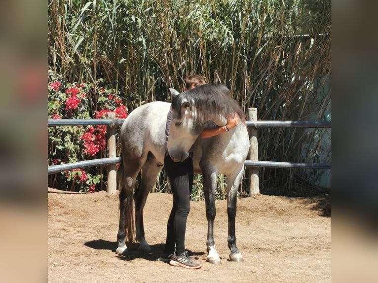 Andaluces Caballo castrado 5 años 159 cm Tordo in Adra Almeria
