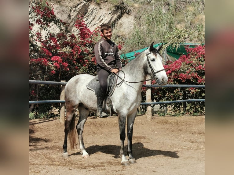 Andaluces Caballo castrado 5 años 159 cm Tordo in Adra Almeria
