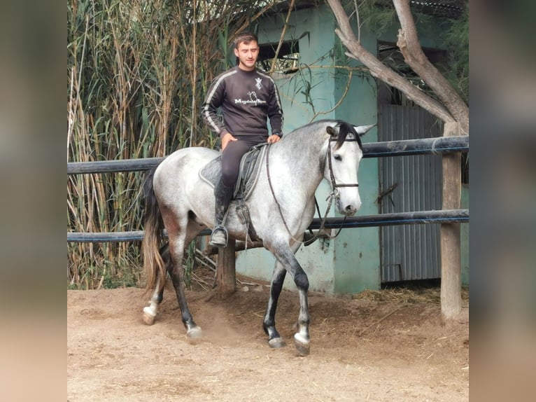 Andaluces Caballo castrado 5 años 159 cm Tordo in Adra Almeria