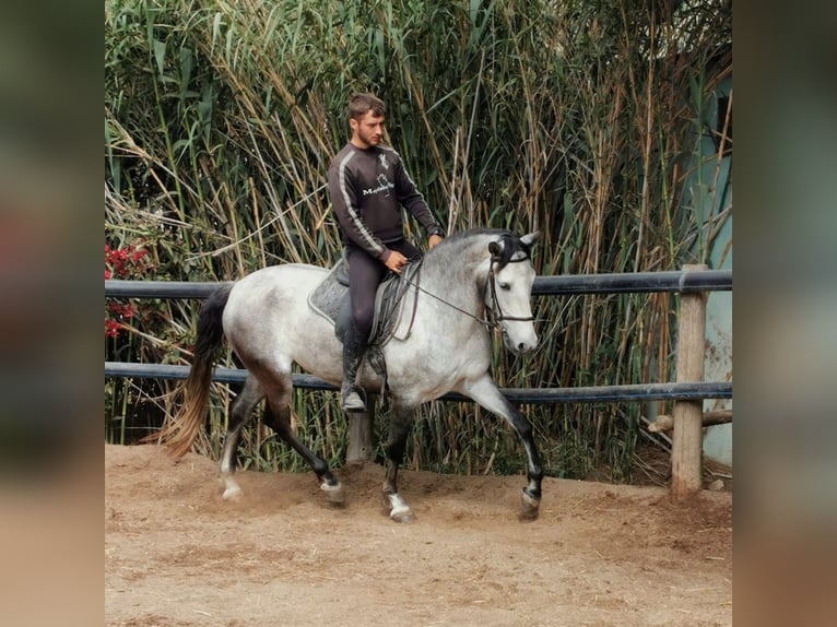 Andaluces Caballo castrado 5 años 159 cm Tordo in Adra Almeria