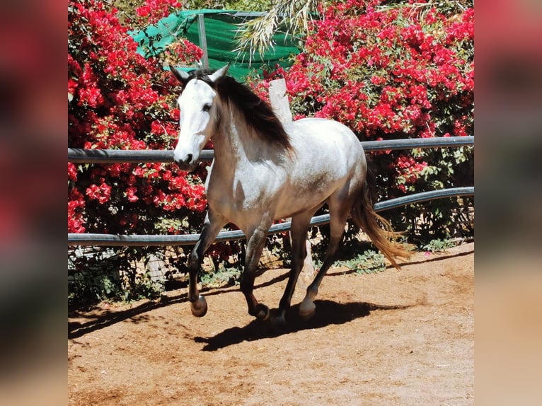Andaluces Caballo castrado 5 años 159 cm Tordo in Adra Almeria